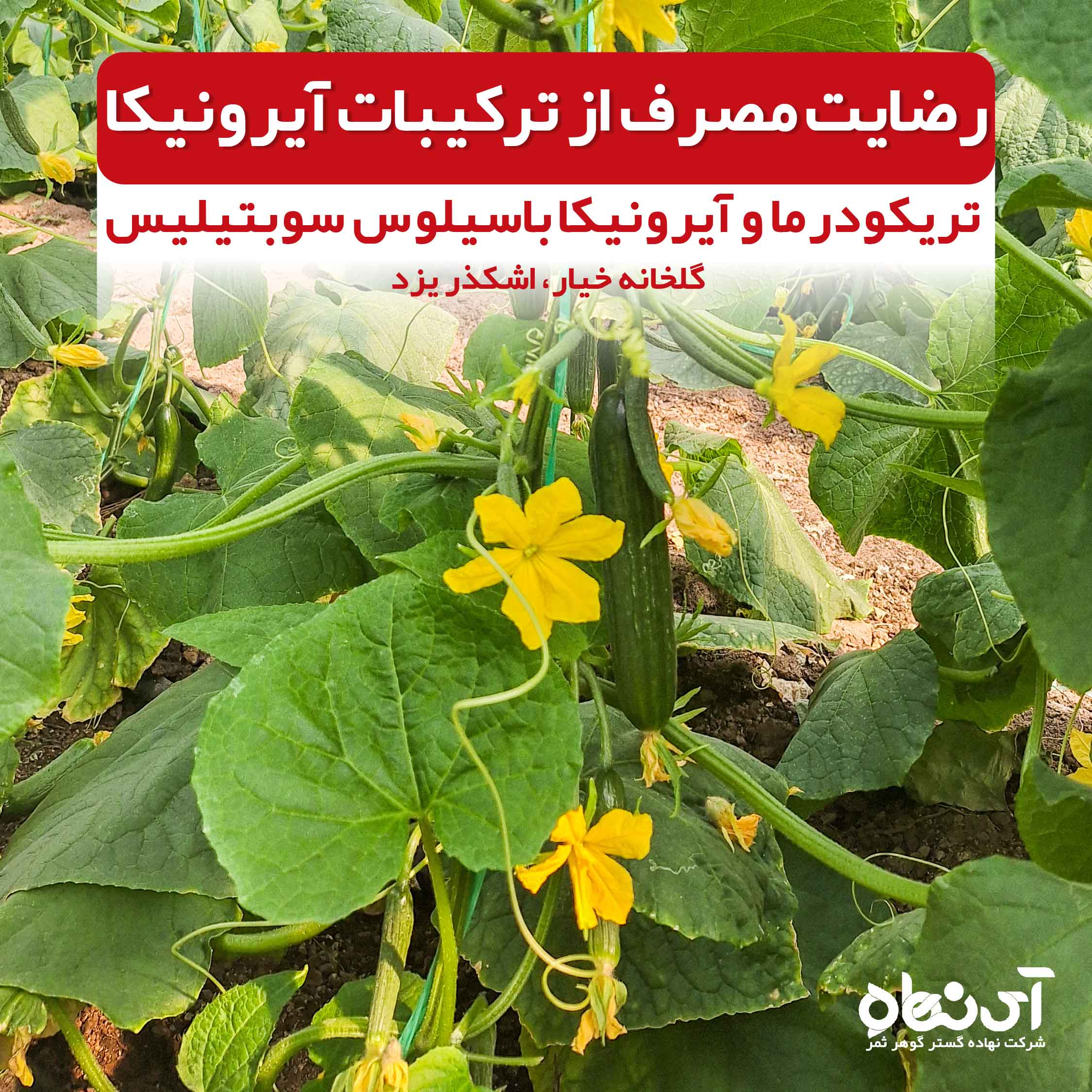 رضایت مصرف از ترکیبات آیرونیکا تریکودرما و آیرونیکا باسیلوس سوبتیلیس